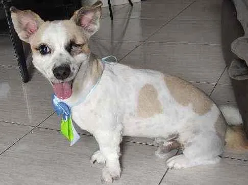 Cachorro ra a Vira lata idade 3 anos nome Nino