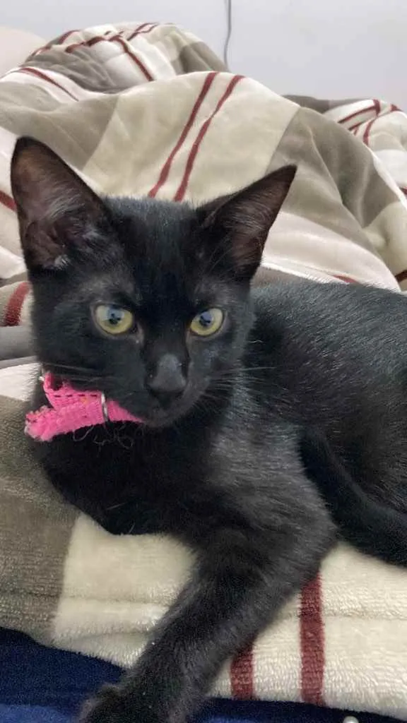 Gato raça Normal  idade 2 a 6 meses nome Luna