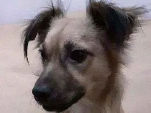 Cachorro raça SRD idade  nome Ezel