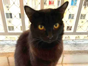 Gato raça SRD idade 1 ano nome Rihanna