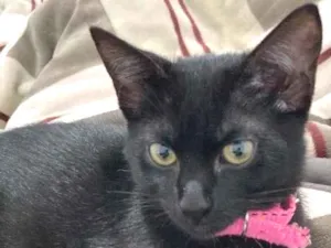 Gato raça Normal  idade 2 a 6 meses nome Luna