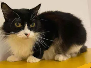 Gato raça SRD idade 2 anos nome Laurinha
