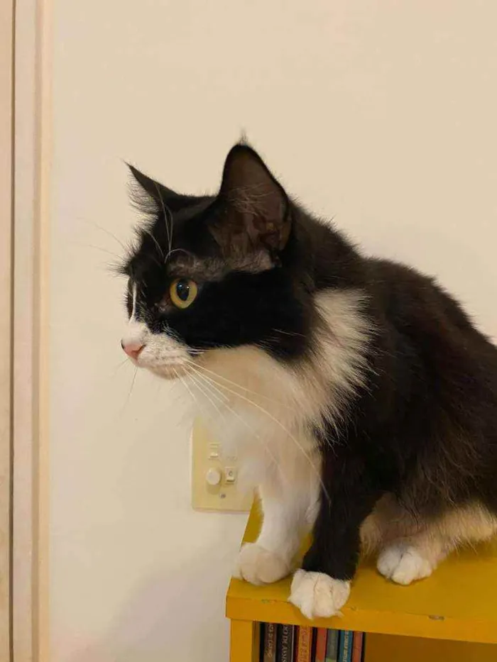 Gato ra a SRD idade 2 anos nome Laurinha