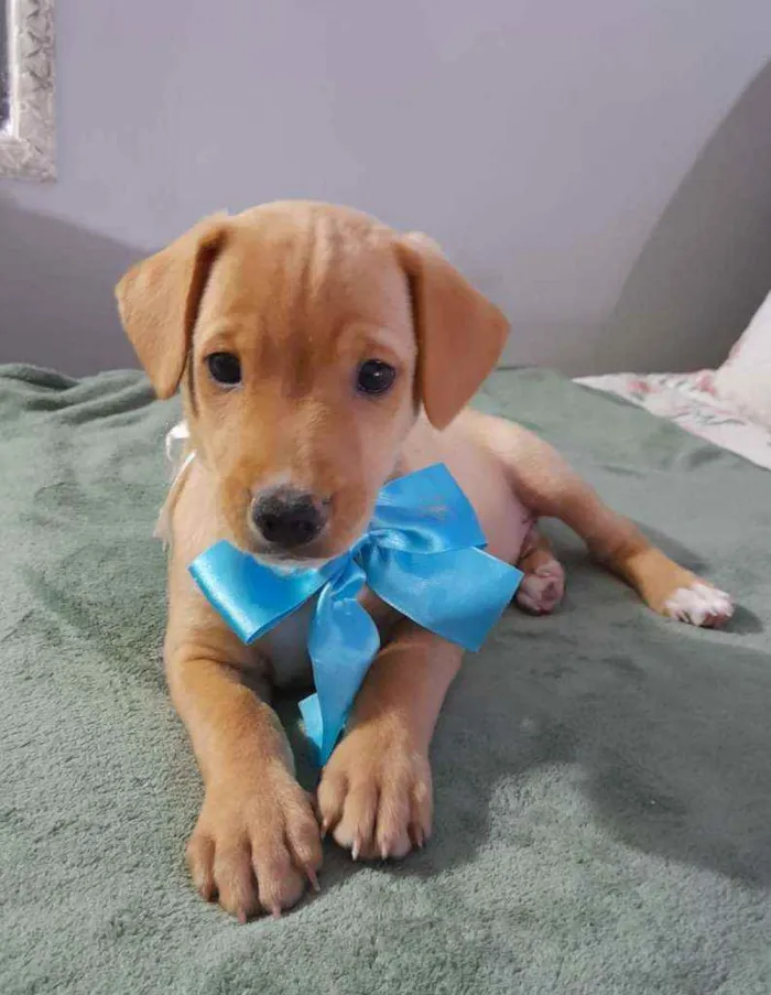 Cachorro ra a Srd  idade 2 a 6 meses nome Lion