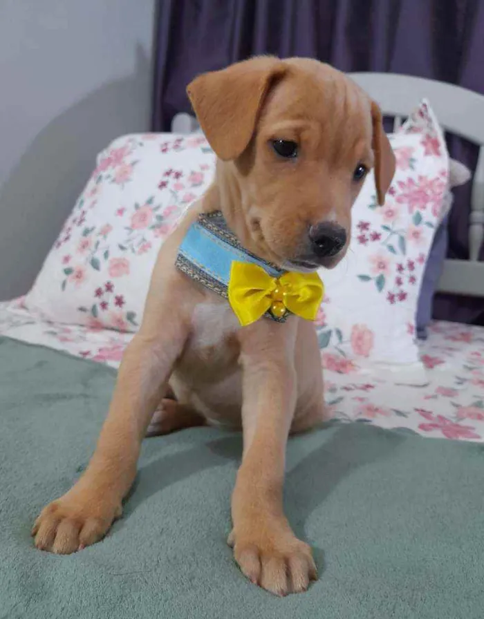 Cachorro ra a Srd  idade 2 a 6 meses nome Lion