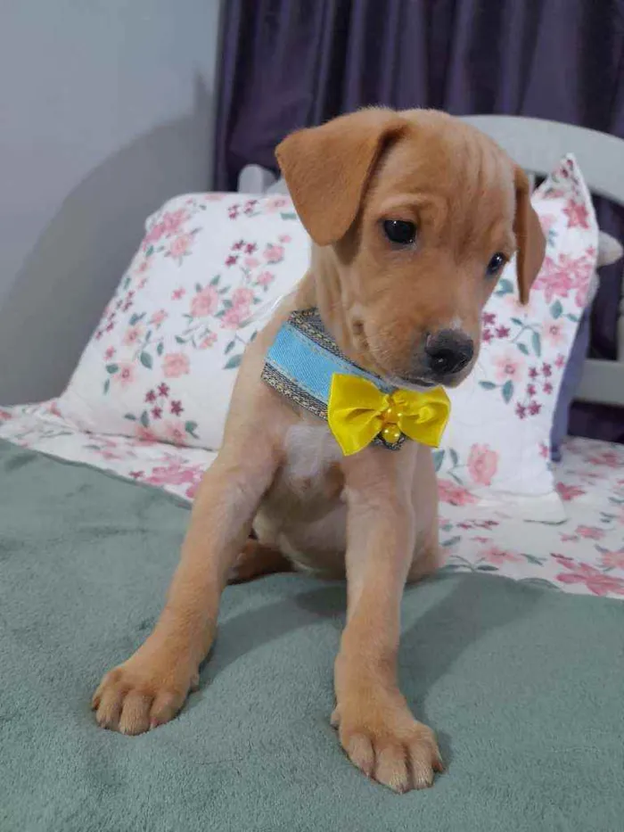 Cachorro ra a Srd  idade 2 a 6 meses nome Lion