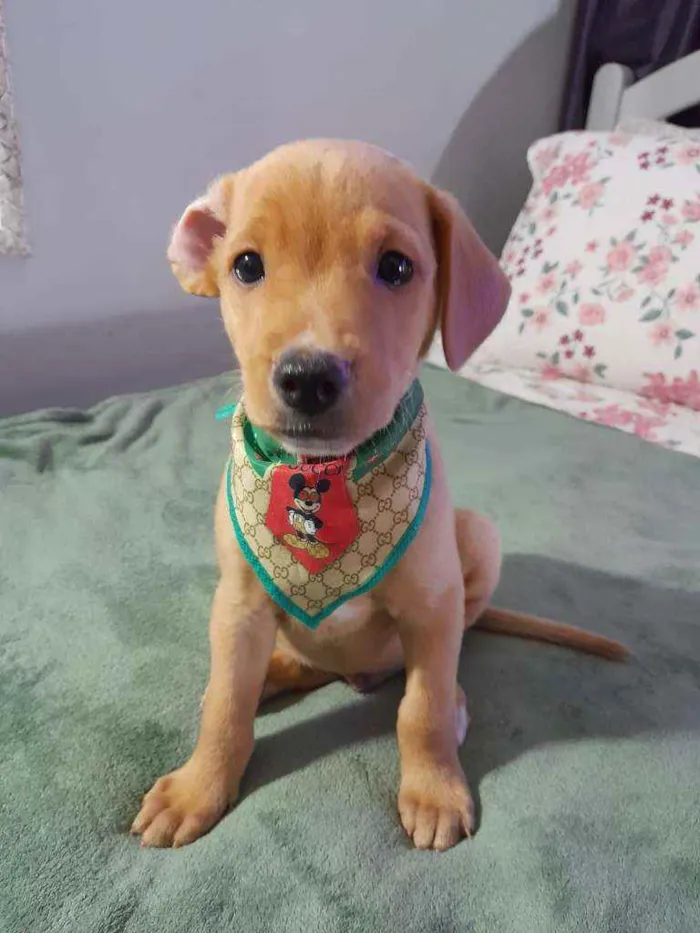 Cachorro ra a Srd  idade 2 a 6 meses nome Lion