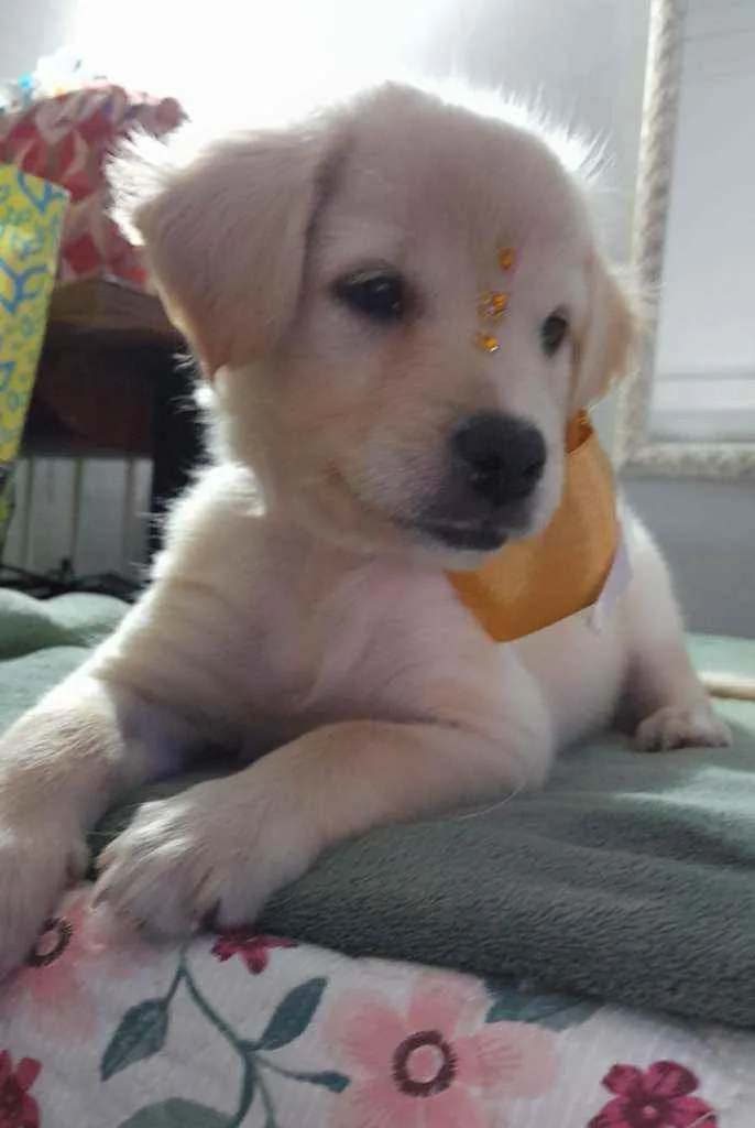Cachorro ra a SRD idade 2 a 6 meses nome Safira