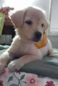 Safira