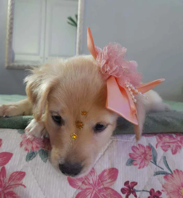 Cachorro ra a SRD idade 2 a 6 meses nome Safira