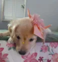 Safira