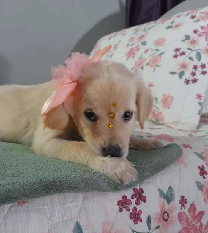 Cachorro ra a SRD idade 2 a 6 meses nome Safira