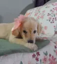 Safira