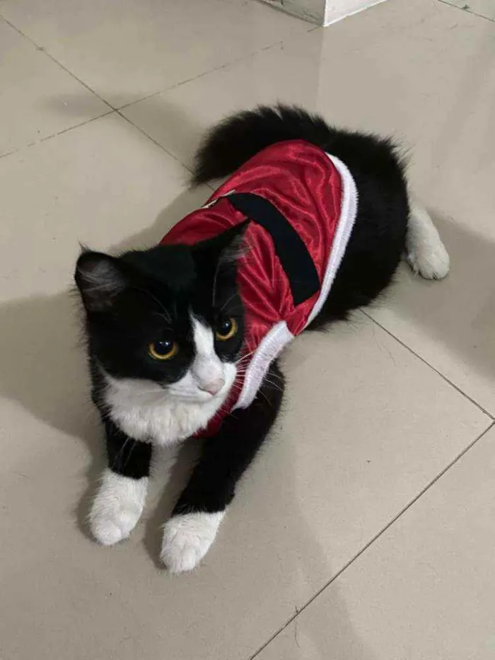 Gato ra a SRD idade 1 ano nome Mayse