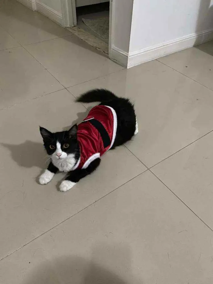Gato ra a SRD idade 1 ano nome Mayse