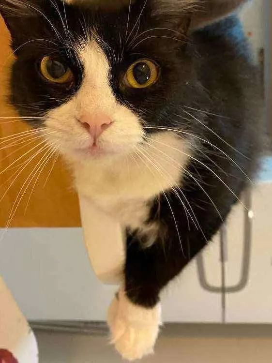 Gato ra a SRD idade 1 ano nome Mayse