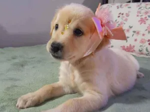 Cachorro raça SRD idade 2 a 6 meses nome Safira
