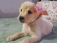 Safira