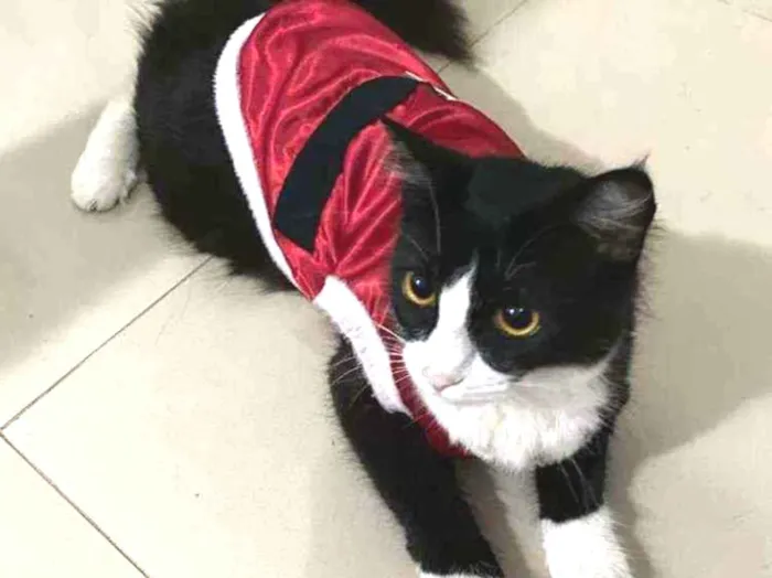 Gato ra a SRD idade 1 ano nome Mayse