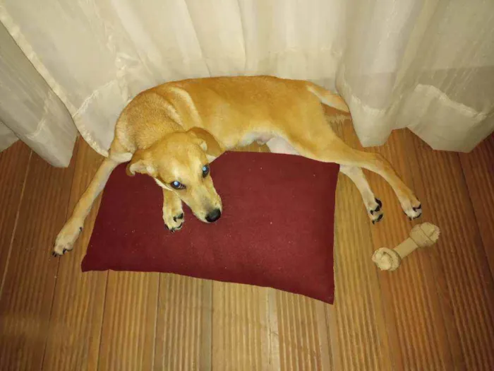 Cachorro raça Pincher com Vira-Lata idade 2 a 6 meses nome Bel