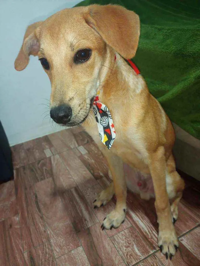 Cachorro raça Pincher com Vira-Lata idade 2 a 6 meses nome Bel