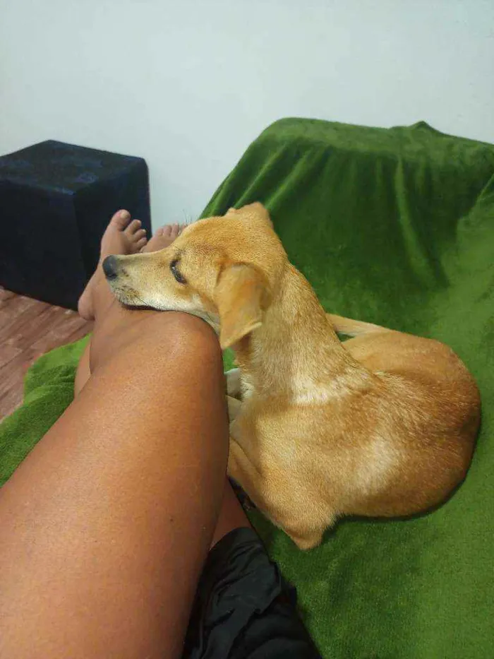 Cachorro raça Pincher com Vira-Lata idade 2 a 6 meses nome Bel