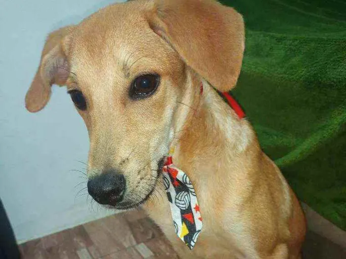 Cachorro raça Pincher com Vira-Lata idade 2 a 6 meses nome Bel