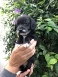 Cachorro raça SRD  idade Abaixo de 2 meses nome Sem Nome