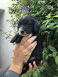 Cachorro raça SRD  idade Abaixo de 2 meses nome Sem Nome