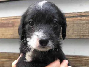 Cachorro raça SRD  idade Abaixo de 2 meses nome Sem Nome