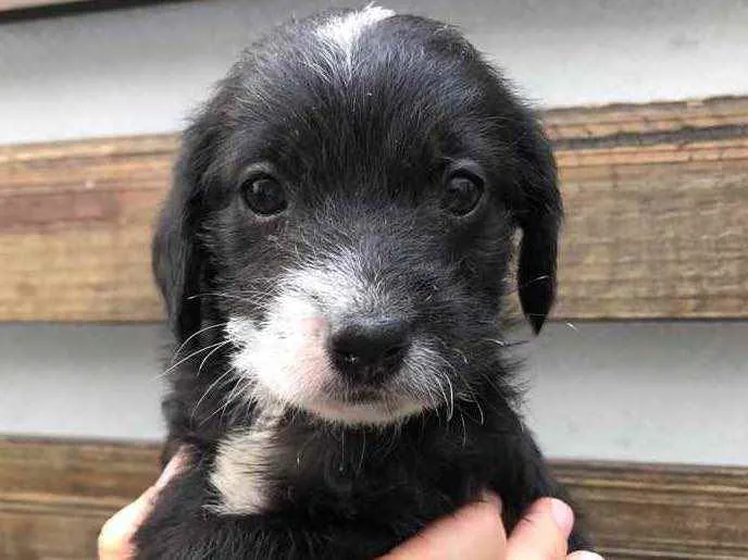 Cachorro raça SRD  idade Abaixo de 2 meses nome Sem Nome