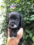 Cachorro raça SRD  idade Abaixo de 2 meses nome Sem Nome
