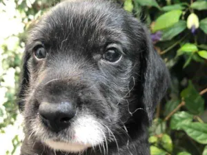 Cachorro raça SRD  idade Abaixo de 2 meses nome Sem Nome