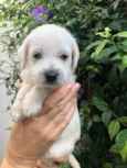 Cachorro raça SRD  idade Abaixo de 2 meses nome Sem Nome