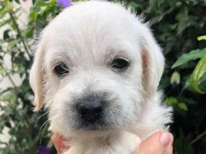Cachorro raça SRD  idade Abaixo de 2 meses nome Sem Nome