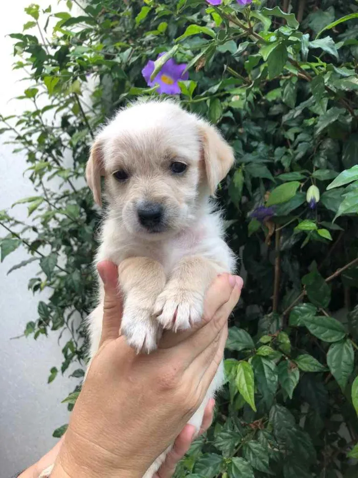 Cachorro raça SRD  idade Abaixo de 2 meses nome Sem Nome