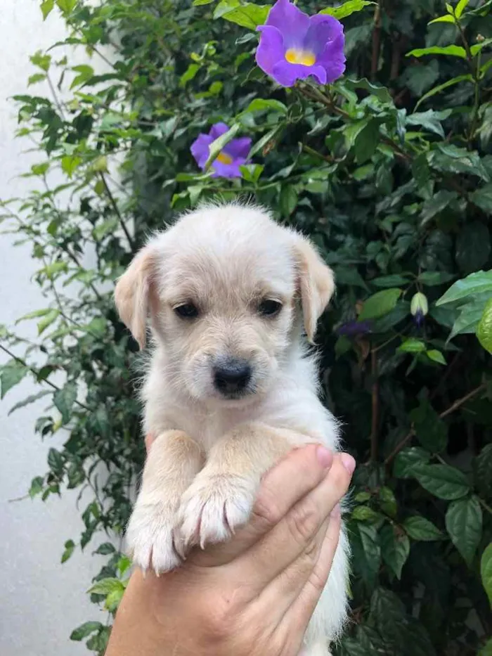 Cachorro raça SRD  idade Abaixo de 2 meses nome Sem Nome