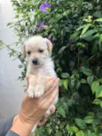 Cachorro raça SRD  idade Abaixo de 2 meses nome Sem Nome