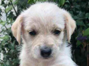 Cachorro raça SRD  idade Abaixo de 2 meses nome Sem Nome