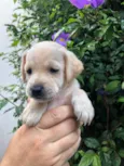 Cachorro raça SRD  idade Abaixo de 2 meses nome Sem Nome