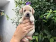 Cachorro raça SRD  idade Abaixo de 2 meses nome Sem Nome