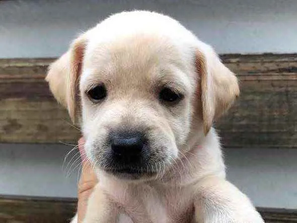 Cachorro raça SRD  idade Abaixo de 2 meses nome Sem Nome