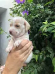 Cachorro raça SRD  idade Abaixo de 2 meses nome Sem Nome