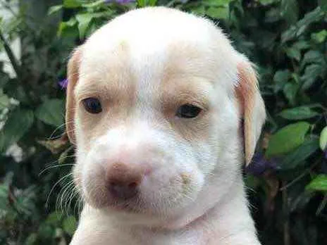 Cachorro raça SRD  idade Abaixo de 2 meses nome Sem Nome