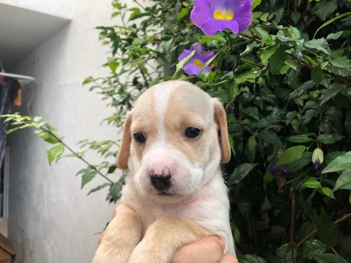 Cachorro raça SRD idade Abaixo de 2 meses nome Sem Nome