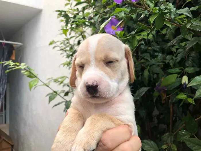Cachorro raça SRD idade Abaixo de 2 meses nome Sem Nome