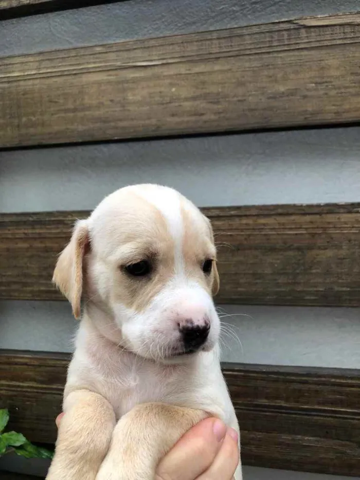 Cachorro raça SRD idade Abaixo de 2 meses nome Sem Nome