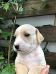 Cachorro raça SRD idade Abaixo de 2 meses nome Sem Nome
