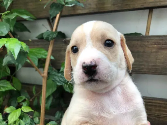 Cachorro raça SRD idade Abaixo de 2 meses nome Sem Nome