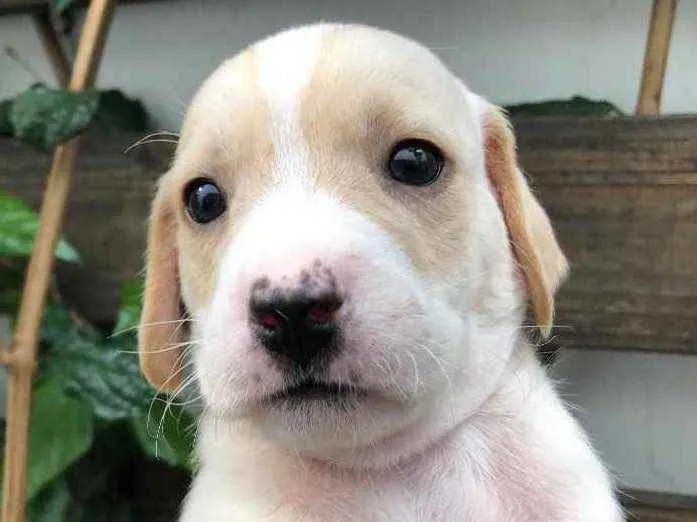 Cachorro raça SRD idade Abaixo de 2 meses nome Sem Nome